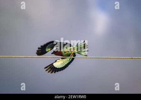 Kenya, Soysambu Conservation area, European Roller (Coracias garrulus), hunting Stock Photo