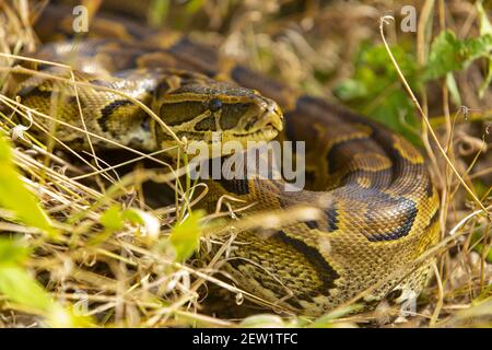 Python Kenya Snake african rock python snake, hiding in the house in the ceiling Stock ...