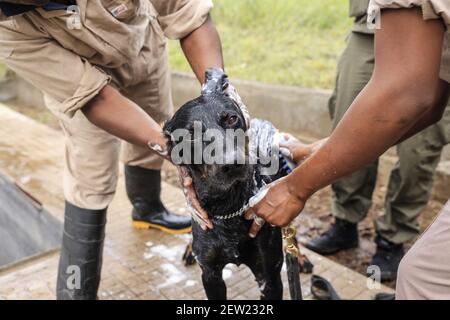 Tanzania, Ikoma canine unit where the anti-poaching dogs of Serengeti Park are gathered, It's Saturday, bath day for Thor, the youngest anti-poaching dog, and the only one who likes being in the shower quite well Stock Photo