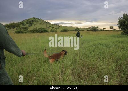 Tanzania, Ikoma canine unit where the anti-poaching dogs of Serengeti Park are gathered, The K9 unit is out, each dog accompanied by a handler Stock Photo