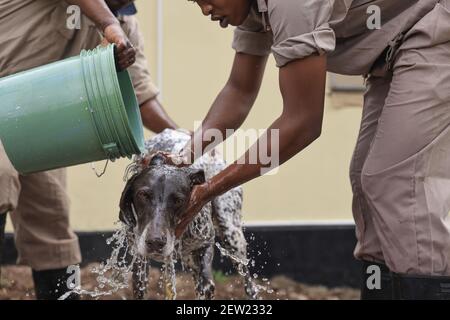 Tanzania, Ikoma canine unit where the anti-poaching dogs of Serengeti Park are gathered, Oscar, the most athletic dog in the K9 unit hates bath day and trembles from start to finish Stock Photo