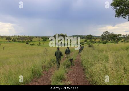 Tanzania, Ikoma canine unit where the anti-poaching dogs of Serengeti Park are gathered, The K9 unit is out, each dog accompanied by a handler Stock Photo