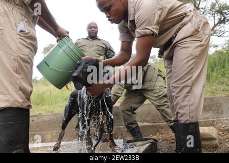 Tanzania, Ikoma canine unit where the anti-poaching dogs of Serengeti Park are gathered, It's Saturday, bath day for Thor, the youngest anti-poaching dog, and the only one who likes being in the shower quite well Stock Photo