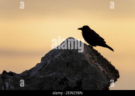 France, Finistere, Ouessant, silhouette of Carrion Crow (Corvus corone) at sunset Stock Photo