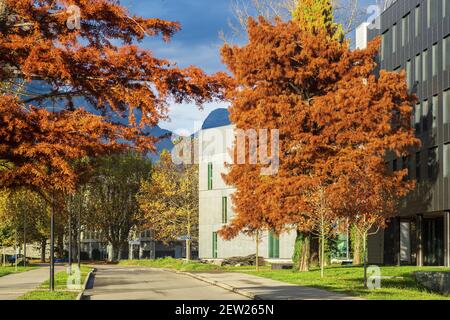 France, Isere, Saint Martin d'Heres, Grenoble Alpes University, Saint Martin d'Heres Campus, glowing Bald cypress (Taxodium distichum) in fall Stock Photo