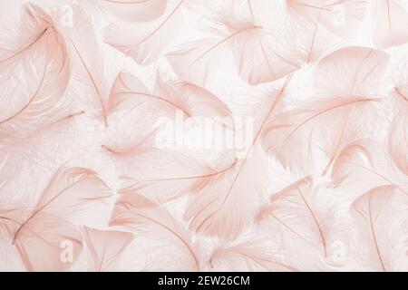 Pastel pink feathers texture background Stock Photo