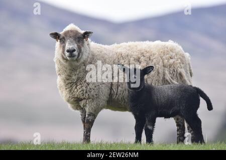 Cross sheep and black lamb, Scotland Stock Photo