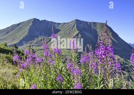 France, Haute Savoie, Col des Annes, flora, Epilobe en Epi (Epilobium angustifolium) Stock Photo