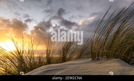 France, Somme, Baie de Somme, Saint-Valery-sur-Somme, The dunes of Marquenterre between Fort-Mahon and the Baie d'Authie at sunset Stock Photo