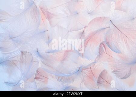 Pastel pink and blue feathers texture background Stock Photo