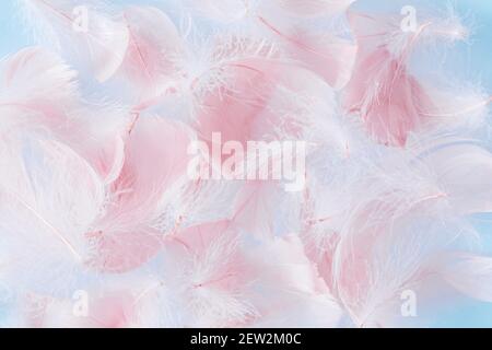 Pastel pink and blue feathers texture background Stock Photo