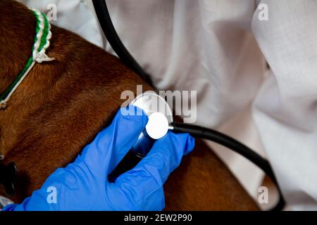 The veterinarian listens to the dog with a stethoscope.  Stock Photo