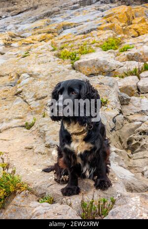 Working cocker spaniel dog with black hair and white chest on a rocky beach looking up with alert expression on his face. Stock Photo