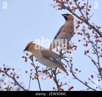 two Bohemian Waxwing, Bombycilla garrulus, perched on a crab apple tree branch Stock Photo