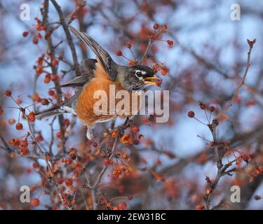 American Robin, Turdus migratorius, on berry tree fully stretched out about to fly off with berry in beak Stock Photo