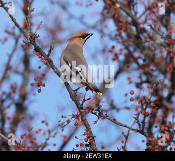 a Bohemian Waxwing, Bombycilla garrulus, perched on a tree branch Stock Photo