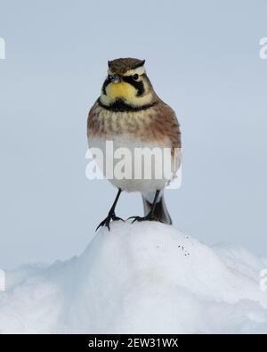 Horned Lark, Eremophila alpestris,sitting on snow mound looking at camera Stock Photo