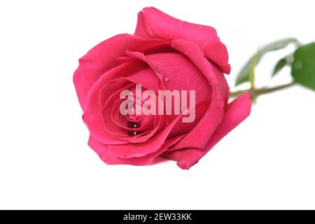 Unusual rose with water droplets on white background Stock Photo