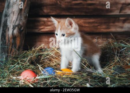 easter hunt little red tabby kitten in a chicken coop with colorful eggs Stock Photo