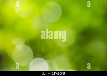 Bokeh and light from blurring green and yellow leaves for use as a background. Stock Photo