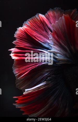 Close up texture of tail fighting fish or betta Stock Photo