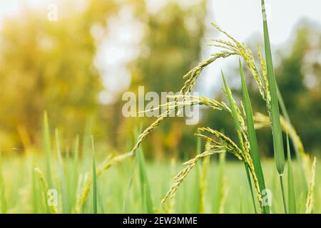 Rice paddy that is also paddy in the field with green leaves. Stock Photo