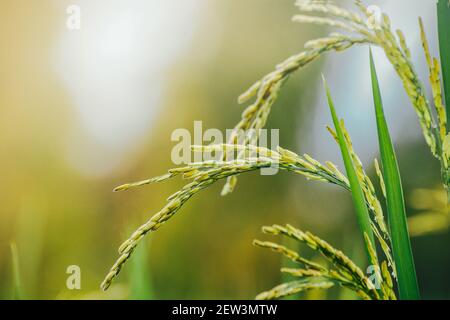 Rice paddy that is also paddy in the field with green leaves. Stock Photo