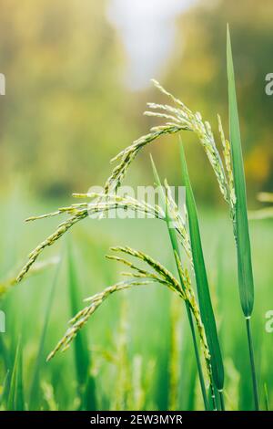 Rice paddy that is also paddy in the field with green leaves. Stock Photo