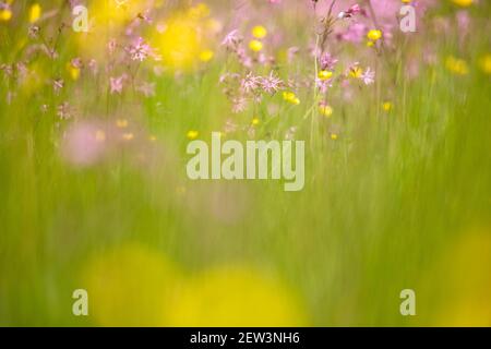 Wet flower-rich meadow, Kielder Water & Forest Park, Northumberland, UK Stock Photo