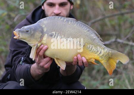 The angler has caught a nice young carp and is posing for photos The angler  casts the carp fishing kit Stock Photo - Alamy