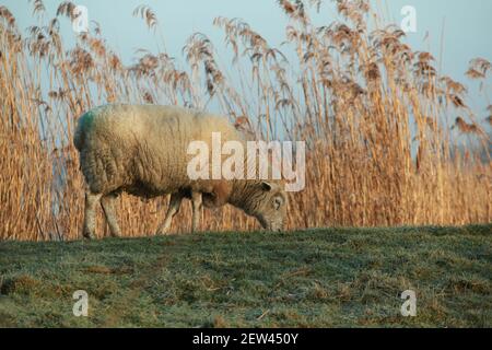 One white sheep grazing on a dike Stock Photo