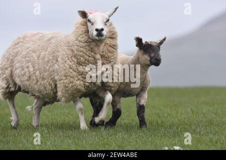 Cross sheep and lambs Stock Photo