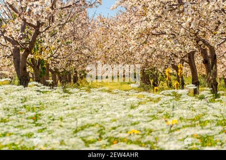 Springtime: row of cherry trees in bloom in a field with wild flowers. Stock Photo