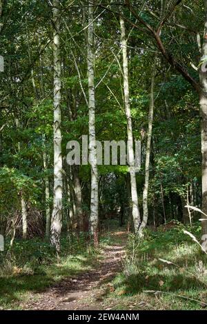 Woodland path winding through Silver Birch trees Betula pendula in Londonthorpe Woods Lincolnshire in early autumn sunshine Stock Photo