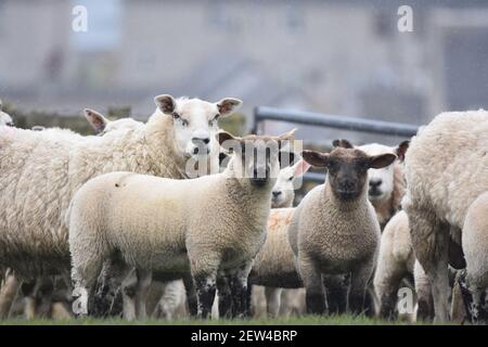 Cross sheep and lambs Stock Photo