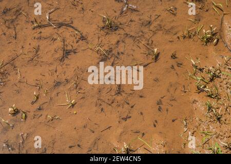 Several black tadpoles some with legs developing and a couple of small fish swimming around in the shallow water in the wetlands on a bright sunny day Stock Photo