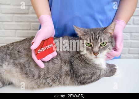 Hands of a veterinarian with a credit bank card and pet on table Stock Photo