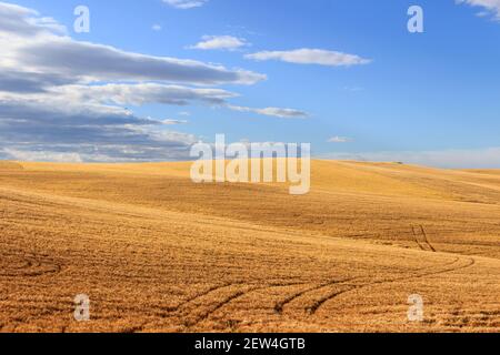 RURAL LANDSCAPE SUMMER.Between Apulia and Basilicata: countryside with cornfield shaded by clouds.ITALY Stock Photo