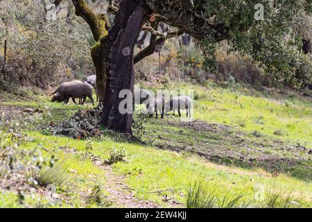 Iberian pigs grazing in Spanish countryside Stock Photo