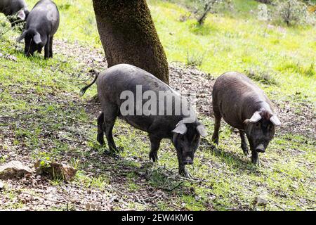 Iberian pigs grazing in Spanish countryside Stock Photo