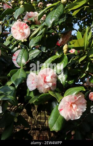 Camellia japonica ‘Lady Vansittart’ Camellia Lady Vansittart – white flowers flushed with pink, March, England, UK Stock Photo