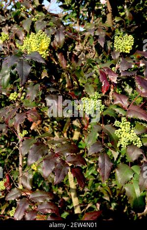 Mahonia aquifolium ‘Smaragd’ Oregon grape Smaragd – clusters of yellow flowers with deep red and dark green leaves,  March, England, UK Stock Photo