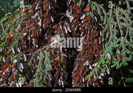 Cluster of monarchs / monarch butterflies (Danaus plexippus) in tree at the Monarch Butterfly Biosphere Reserve near Angangueo, Michoacán, Mexico Stock Photo