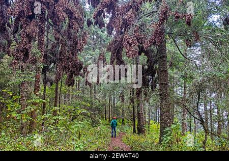 Clusters of monarchs / monarch butterflies (Danaus plexippus) in tree at the Monarch Butterfly Biosphere Reserve near Angangueo, Michoacán, Mexico Stock Photo