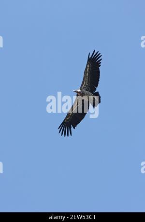 Ruppell's Vulture (Gyps rueppellii rueppellii) adult in flight Hell's Gate NP, Kenya        November Stock Photo