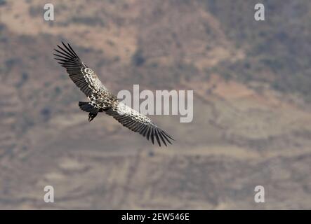 Ruppell's Vulture (Gyps rueppellii) adult soaring over gorge Debre Libanos Gorge, Ethiopia           April Stock Photo