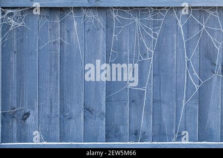 Frozen spiders webs on a wooden garden fence panel in winter. Outdoor nature Stock Photo