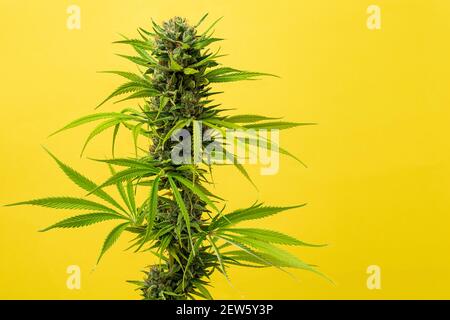 close-up bud marijuana Caramel on yellow background with space for text Stock Photo