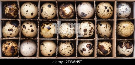 Quail eggs in the cardboard box. Top view, baneer for website. Stock Photo