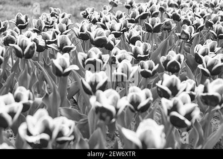 Enjoying spring holiday. Colorful field of tulips, Netherlands. bulb fields in springtime. harmony in meditation. nature is humans anti-stress. Beautiful pink tulip fields. Holland during spring. Stock Photo